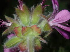 Pelargonium capitatum