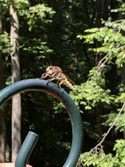 Promachus rufipes