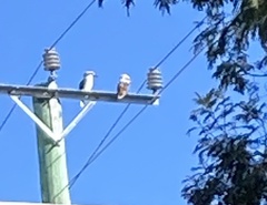 Dacelo novaeguineae novaeguineae