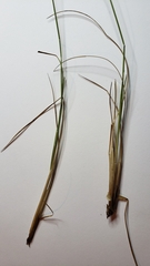 Juncus secundus