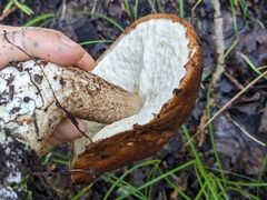 Leccinum insigne