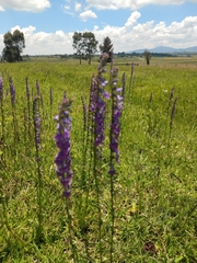 Lobelia fenestralis
