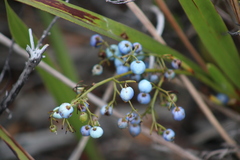 Dianella sandwicensis