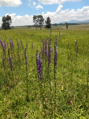 Lobelia fenestralis