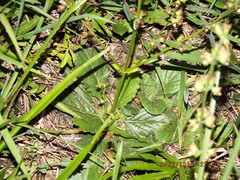 Salvia lyrata