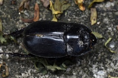 Trichogomphus mongol