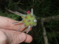Pelargonium capitatum