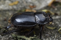 Trichogomphus mongol