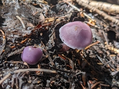 Mycena pura