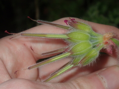 Pelargonium capitatum