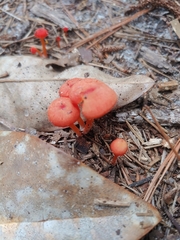 Hygrocybe miniata