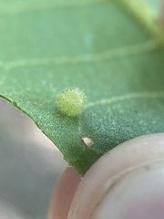 Caryomyia