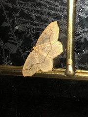 Lambdina fiscellaria