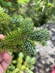 Abies balsamea