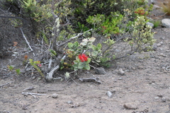 Metrosideros polymorpha