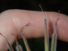 Pelargonium capitatum