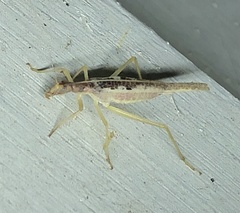 Neoxabea bipunctata
