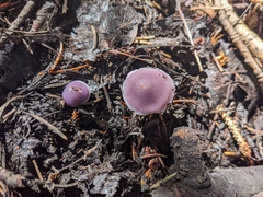 Mycena pura