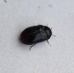 Dermestidae