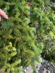 Abies balsamea