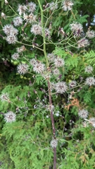 Lactuca biennis