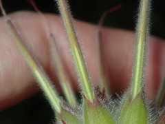 Pelargonium capitatum