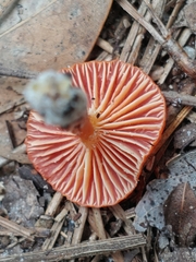 Hygrocybe miniata