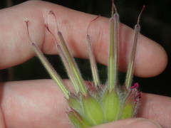 Pelargonium capitatum