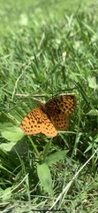 Boloria bellona
