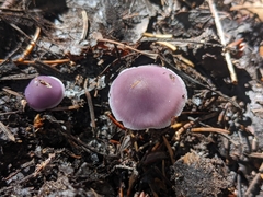 Mycena pura