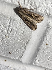 Spodoptera dolichos