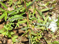Chamaecrista fasciculata