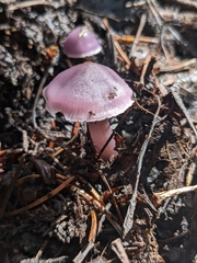 Mycena pura