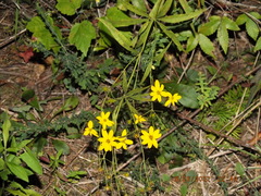 Coreopsis major