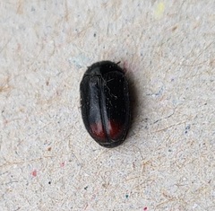 Dermestidae