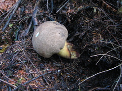 Caloboletus conifericola