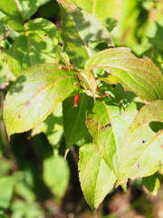 Vaccinium erythrocarpum