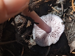 Mycena pura