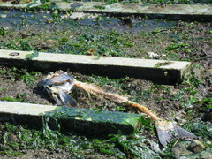 Oncorhynchus tshawytscha