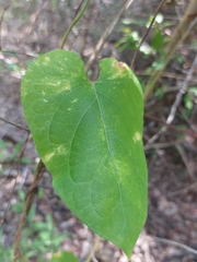 Aristolochia tomentosa