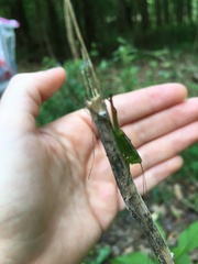 Conocephalus strictus