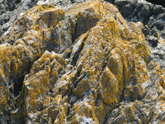 Candelariella efflorescens