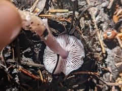 Mycena pura