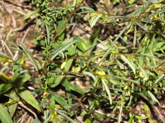 Chamaecrista fasciculata