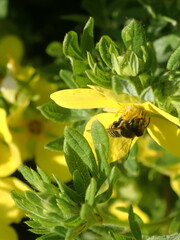 Megachile rotundata