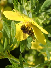 Megachile rotundata