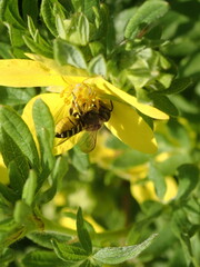 Megachile rotundata