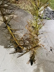 Ceratophyllum demersum