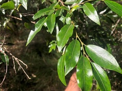 Petalostigma triloculare
