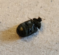 Dermestidae